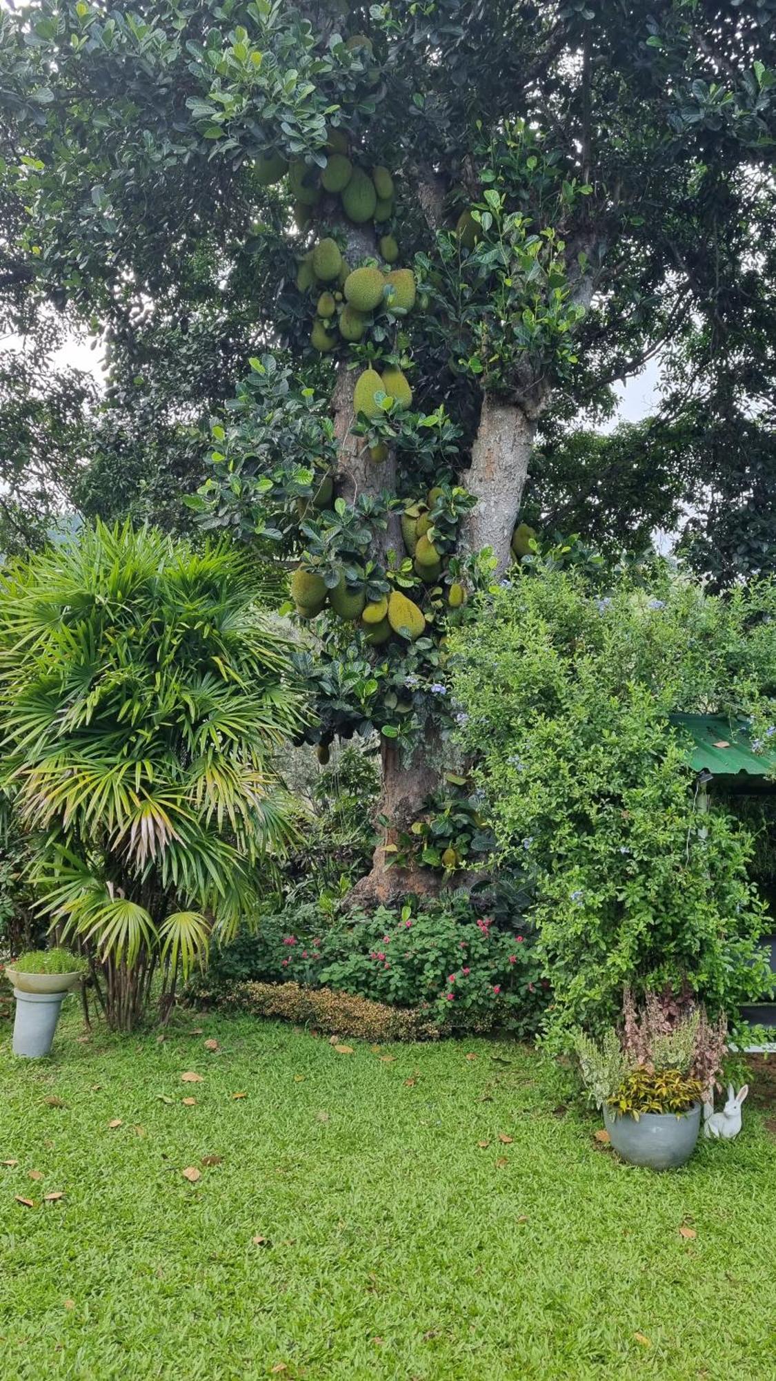 Sithara Estate Bungalow Ella Exterior photo